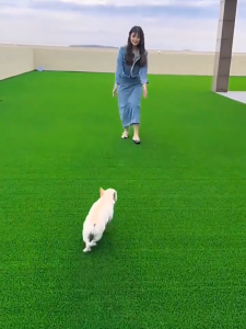 คุณภาพเพิ่มขึ้น 15 เท่า นุ่มนวลมากขึ้น หญ้าเทียม หญ้าเทียมปูพื้น ขายกว้าง 1ม/1.5ม/2ม/2.5ม/3ม/3.5ม/4ม ผ้าปูหญ้าเทียม หญ้าเทียมยกม้วน