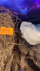 Cụm đá Thạch Anh Lemurian tán sắc pha lê trong suốt phong thủy năng lượng vũ trụ mã 433