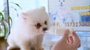 Botol Susu untuk Kucing Anjing 60ml Botol Dot Kucing Botol Susu Kucing Botol Susu Anjing Kitten Dot PREMIUM QUALTY