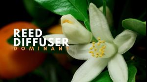 ARA Reed Diffuser DOMINANT Pengharum Pewangi Ruangan Aromatherapy