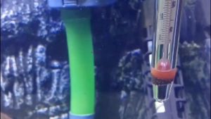 เทอร์โมมิเตอร์ Thermometer ปรอทวัดอุณหภูมิในตู้ปลา แบบติดกระจก พร้อมลูกยางยึดข้างตู้