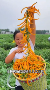 Benih Cili Kuning Panjang(35 Seeds)/黄线椒种子/Yellow Long Chili Seeds/Yellow Slender Pepper
