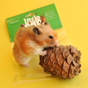 PINECONE MAINAN & DEKORASI KANDANG HAMSTER《ISI 4 PCS》