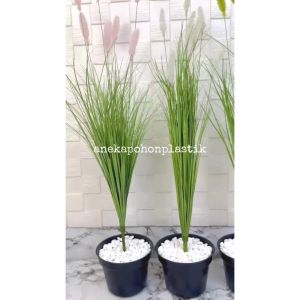 Tanaman Hias Bunga Ilalang Variasi Warna T65 Pot Dasar Hitam Dekorasi Aesthetic