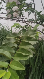 250 gram Bubuk Daun Jambu Biji / 100 gram Tepung Daun Jambu Biji Kering