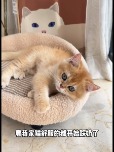 Cat Bed Sisal Cat Scratch Board Wear-Resistant Cat Bed Cat Claw Board