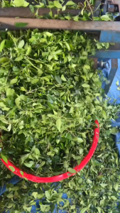 dây thìa canh khô nghệ an ( tự nhiên 100%) hỗ trợ giảm mỡ máu cao cực tốt cho người bị tiểu đường