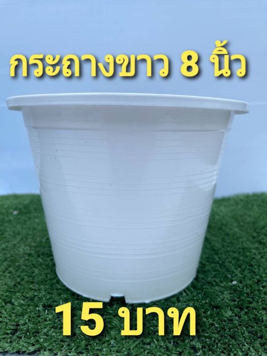 กระถางพลาสติกสีขาว 8 นิ้ว แพ็ค 10 ใบ เกรด AAA