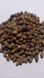 500 gram Buah Mimba Kering / 250 gram Biji Mindi Kering Alami
