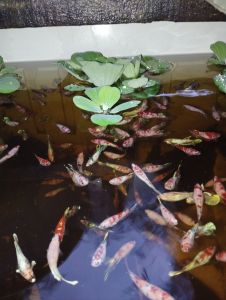 Hiasan Aquarium Cupang betina usia Tiga Bulan