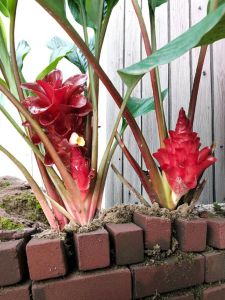 ดอกกระเจียวอุษาสีแดง