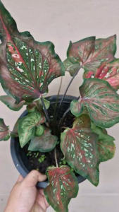 บอนสี อสูรนิ้วเพชร กระถาง 4 นิ้ว