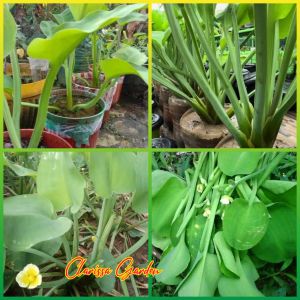 500 BUTIR BIJI/BENIH TANAMAN GENJER/GENDOT