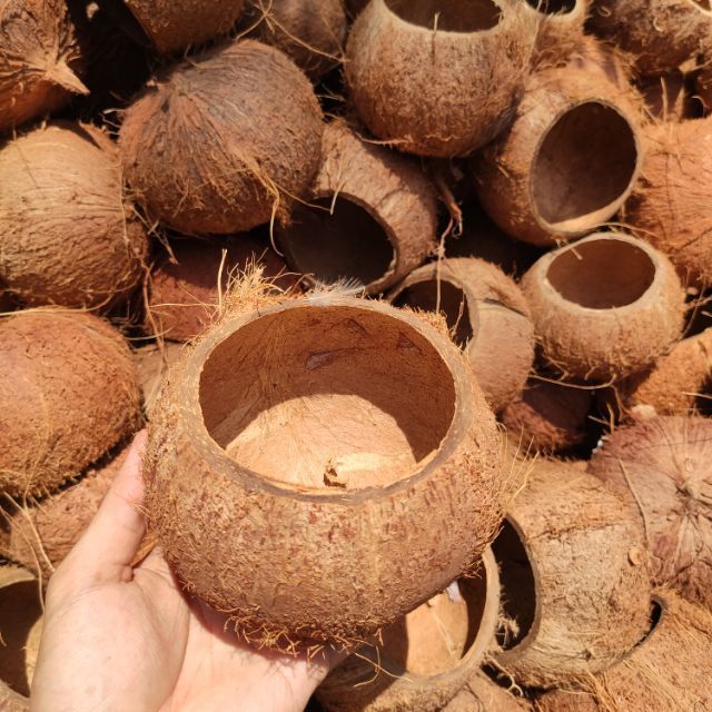 Gáo Dừa Thô Cắt Cao 2/3 Trái