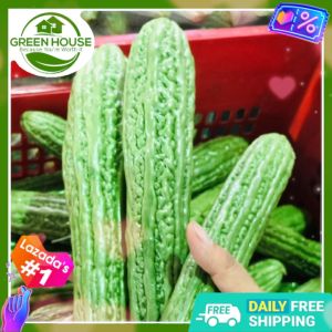 Green House® - Ampalaya Long Green Seeds for Planting Vegetable Plants (7 Seed) incl. Instructions F1 Plant