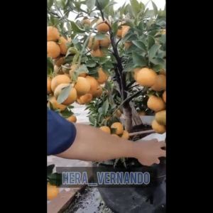 Bibit Jeruk Santang Madu Import: Cara Membudidayakan Pohon Jeruk Berbuah Manis