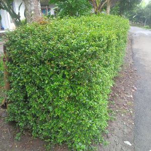 Tehtehan ( Anak nakal ) stek Pagar tanaman hidup (5 batang)