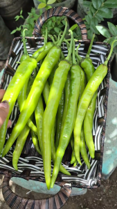 SILI PANIGANG Seeds (Inokra) Variety-high quality vegetable seeds