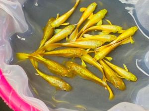 (Xả Trại) combo 10 tặng 2 bé cá 7 màu Fulgoll size sinh sản trang trí hồ cá cảnhbắt theo cặp trống mái+Tặng Thức ănchỉ giao được từ Huế vào Nam