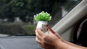 Mô Hình Tiểu Cảnh Chậu Cây Mini Trang Trí Taplo Xe Hơi Ô Tô Bàn Làm Việc Kệ Tủ