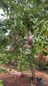 Bibit Mangga Irwin Bisa Berbuah Didalam Pot