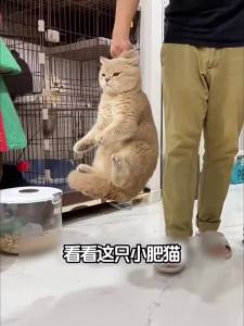ZHUCHONG | Nutritious Salt-Free Krill Dried Snacks For Cats