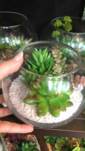 สวนโหลแก้ว แคคตัสปลอม เทอราเรี่ยม แคคตัสพร้อมโหลแก้ว คุณประสบความสำคัญหลังเลือกที่ปลอม