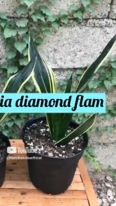 tanaman indoor sensivera trifasciata Diamond Flame - Snake Plant