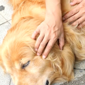 Bioline Ear Care/Eye Care for Dogs Cats and Rabbits