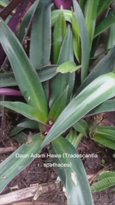 Daun Adam Hawa Segar / Obat Herbal Daun Adam Hawa Segar Herbal Alami