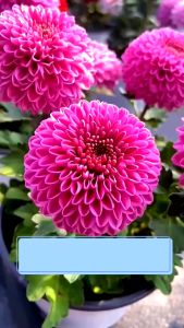 [10 Gói Tặng 1] Hạt Giống Hoa Cúc Ping Pong Mix 7 màu Loại dễ trồng tỉ lệ nảy mầm 98% hoa nở siêu đẹp liên tục 4 mùa