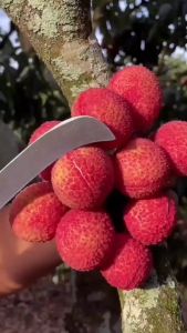 Bibit Lecy cepat berbuah