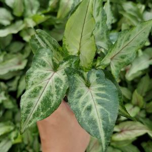 🔥 โปร 2.2 🔥 [แพ๊ก 10 ต้น] ออมมณี ต้นออมมณี ในกระถาง 3 นิ้ว พุ่มสวย ต้นไม้มงคล ต้นไม้ฟอกอากาศ เสริมดวงเสริมโชคลาภ ค้าขายร่ำรวย ปลูกในบ้านไ