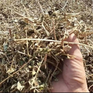 Cà gai leo hàng chuẩn loại 1