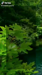 Minyak Zaitun Softgel - HNI HPAI - Menjaga Kesehatan Tubuh