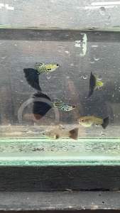 Snake Skin Blue Tail Guppy