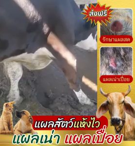 WT น้ำยาวงศ์ทอง น้ำยาสมานแผลสัตว์เลี้ยง ขนาด 1 ลิตร ป้องกันแมลงรบกวน บำรุงขนสัตว์   ปลอดภัยไม่เป็นอันตราย สัตว์สามารถเลียได้