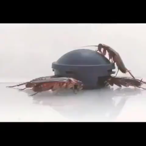 18PCS/SET Powerful Cockroach Bait House Safe Non-Toxic Cockroach Killer Reusable Cockroach Medicine