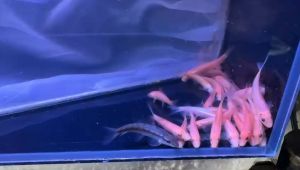 Algae Eater/ Freshwater/ Livefish/ 金才鼠