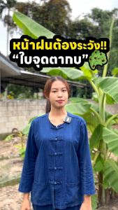 วัคซีนพืชซุปเปอร์ไบโอฟิต ไคโตซานพืช แก้รากเน่า ยาโรคโคนเน่า ยาราน้ำค้าง โรคใบเหลือง ใบจุด ใบดำ เชื้อรา กำจัดเชื้อรา โรคพริก วัคซีนพริก ยาแก้พริกเน่า ยาป้องกันรากเน่า ยากำจัดเชื้อรา โรคราสนิมขาว เพิ่มภูมิคุ้มกัน ทนโรคทนแมลง พืชแข็งแรง ปลอดภัย โรคพืชฤดูฝน