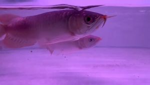 OFFER Super Red Arowana
