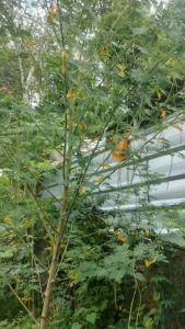 Daun Jayanti Segar Alami Di Petik Langsung Saat Order Masuk