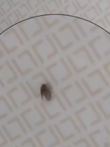 [Local Seller] Pipeline insecticide household insecticide toilet insecticide toilet sewer cleaner 500ml