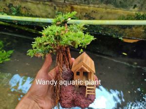 miniatur pohon bonsai aquascape