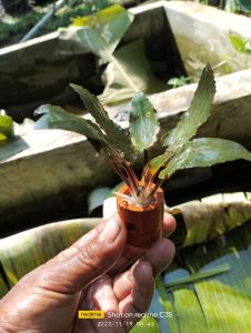 tanaman air aquascape hiasan aquarium cripto per pot