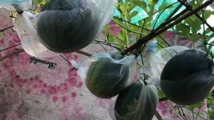 SULIT PACK! (5PCS SEEDS) WATERMELON SEEDS SUGARBABY/VARIETY/EASY TO GROW/MORE PROFIT/HIGH YIELD/HYBRID