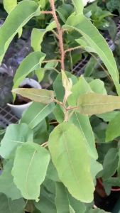 Cây Bạch Đàn Chanh (Khuynh Diệp) JUN GARDEN Cực Thơm Dễ Chăm Sóc