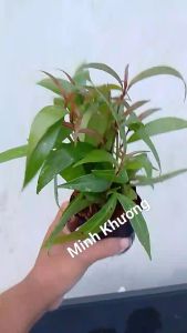 [Cây dược liệu] Chậu hoàn ngọc chống viêm gan xơ gan ung thư- Minh Khương