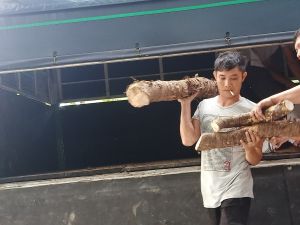 Củ bạc hà núi 10kg (Đào ở núi Cấm trị ung thư) Bao chất lượng