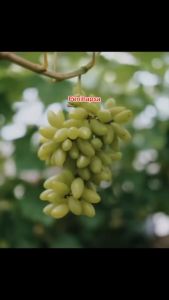 Bibit Anggur Import Banana Super Grafting